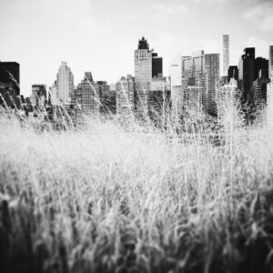 New York Grass.